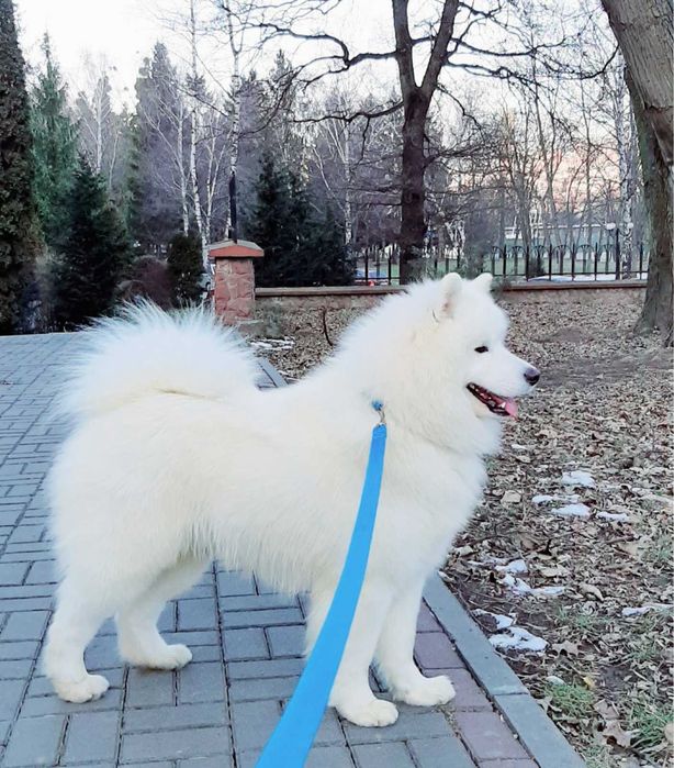 Вʼязка Самоїд