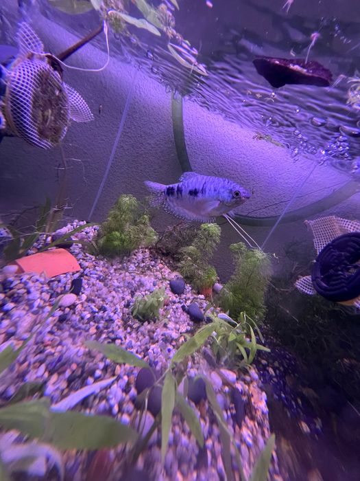 2 peixes tricogaster