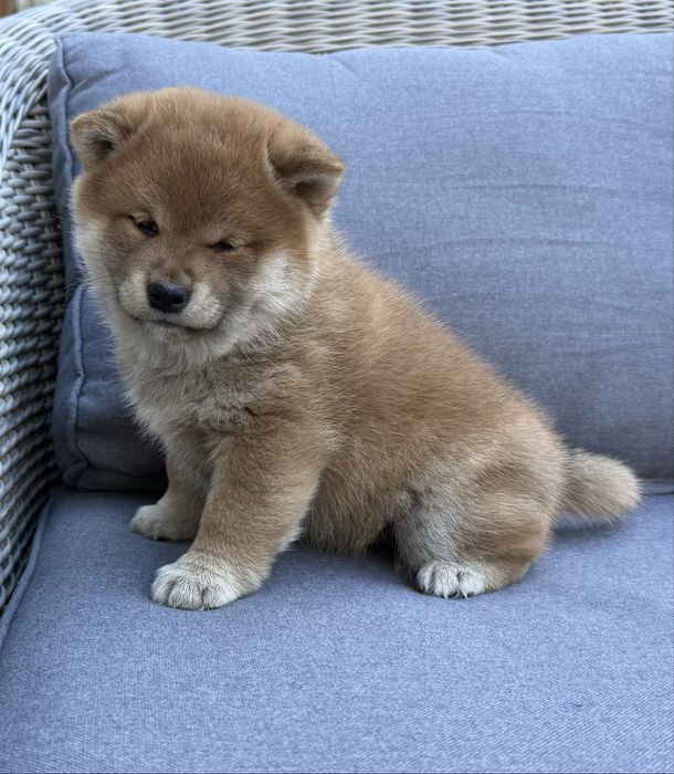 Szczeniaczki shiba Inu FCI
