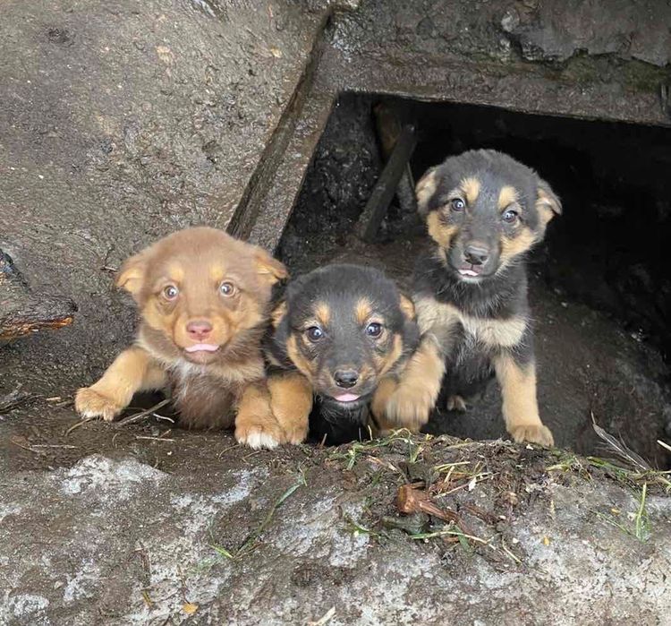 Три чарівні валентинки шукають люблячий дім