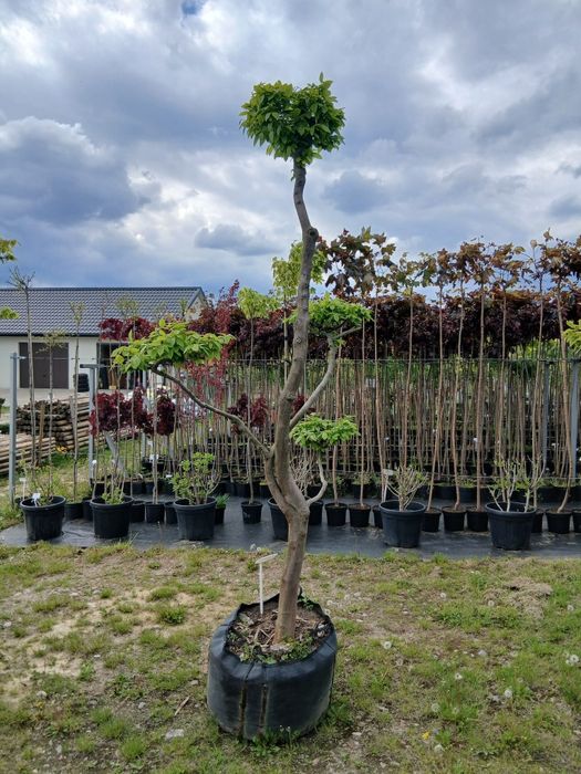 Bonsai  GRAB  sprzedam ŁEBNO