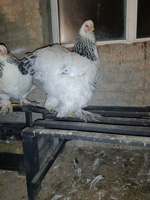 Інкубаційні яйця курей породи Брама світла