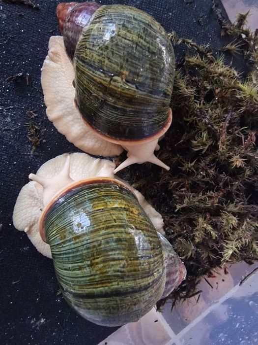 ЦЕНА СНИЖЕНА! Ахатины разные Акция