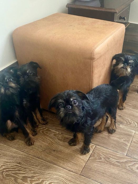 Гриффон бельгійський