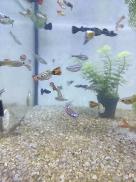 Barbo  arco íris notropis chosomus