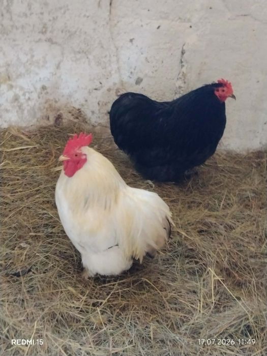 Nadwyżka drobiu różnych ras