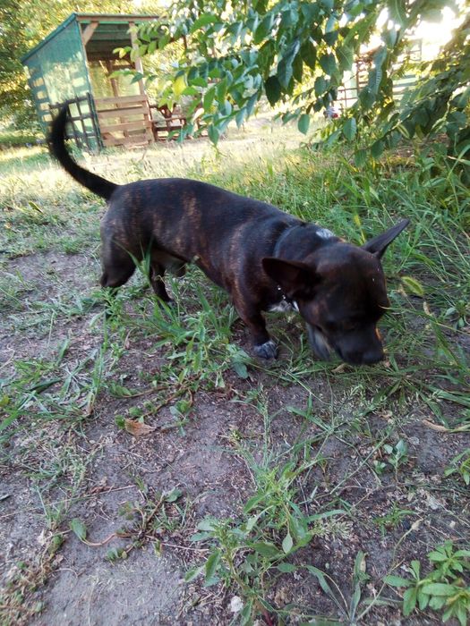 Вязка (мальчик) на щенков не претиндуем.