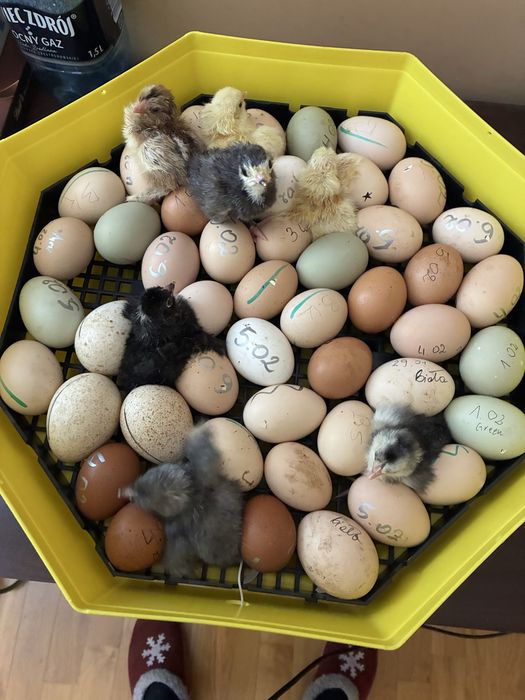 Jaja lęgowe mix kur
