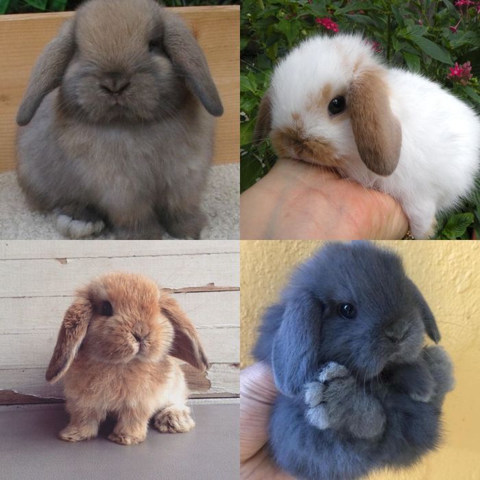 Coelhos anões mini Lop holand, KIT completo