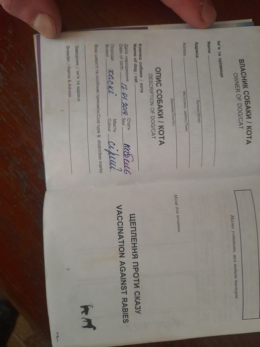 Продам Хаскі кобля