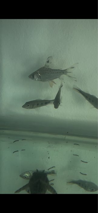 cichla ocellaris 5/6cm