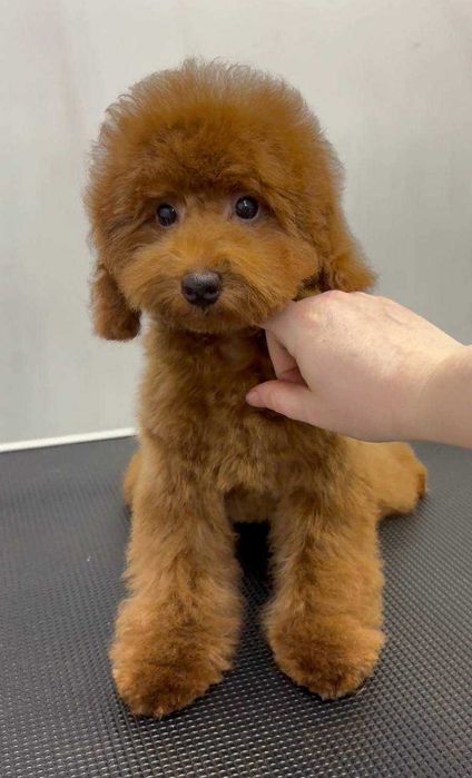 Пудель той дівчинка, red КСУ 3 місяці