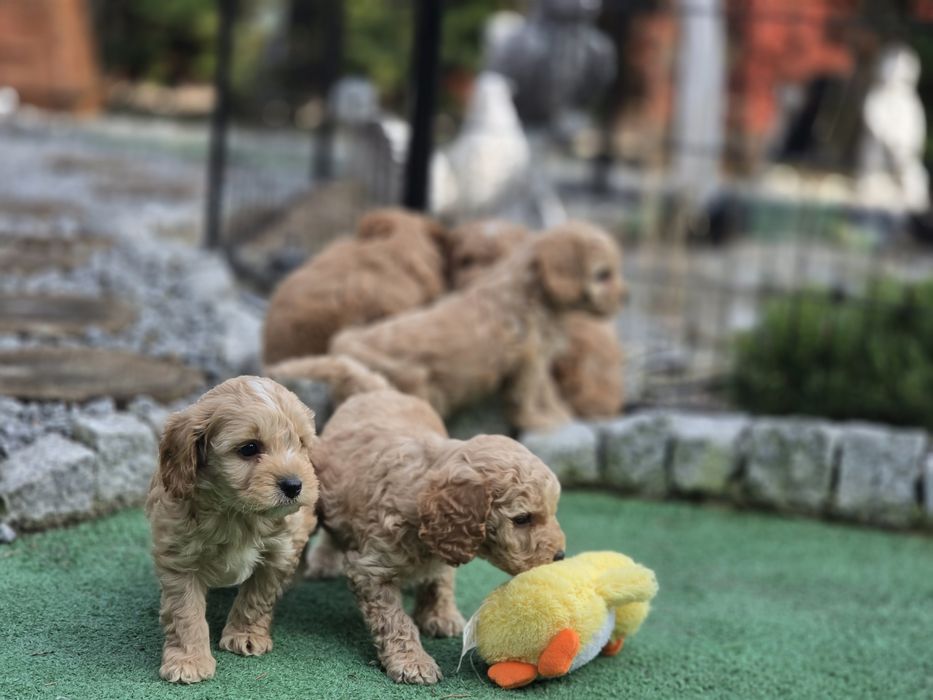Cavapoo  szczenię  z metrykę