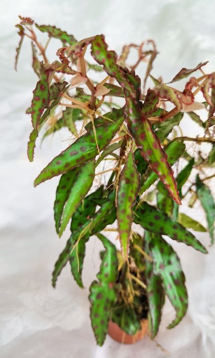 Бегонія Amphioxus