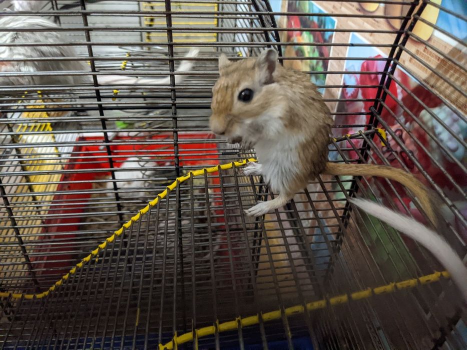 Монгольська піщанка