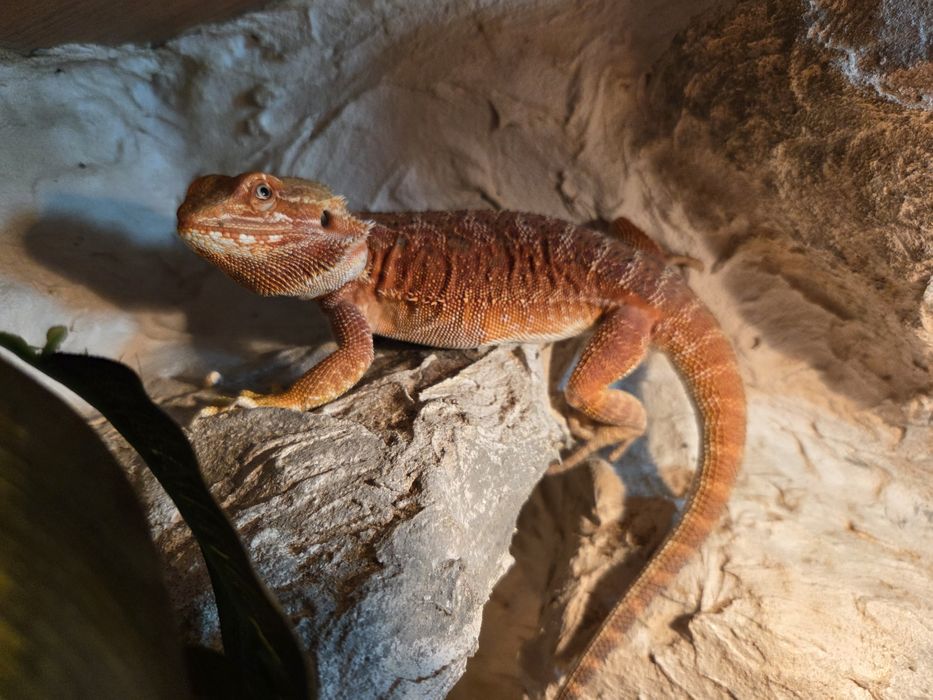 Terrarium 120x60x60 + Agama Brodata Orange + Pełne Wyposażenie