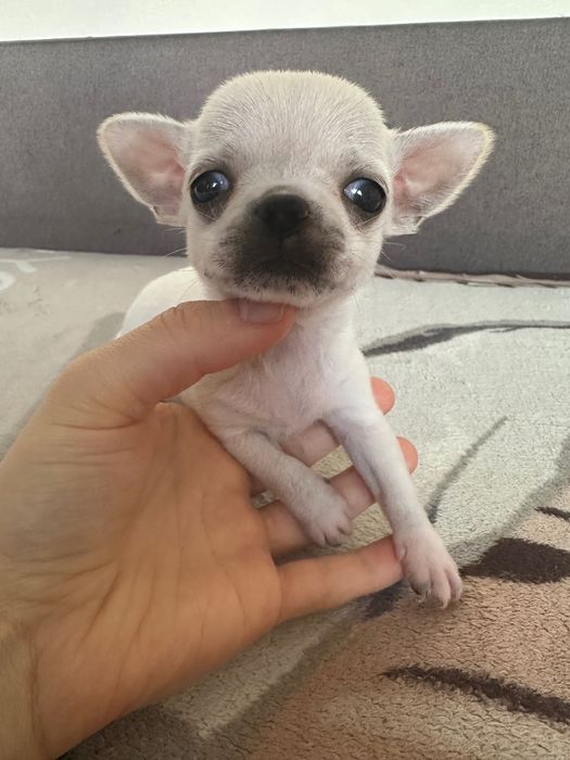 Chihuahua mini krótkowłosa