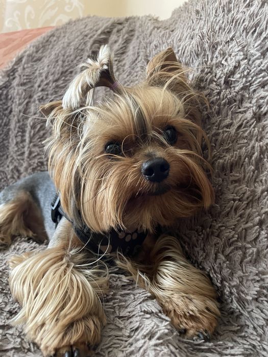 В’язка йорка - Хлопчик