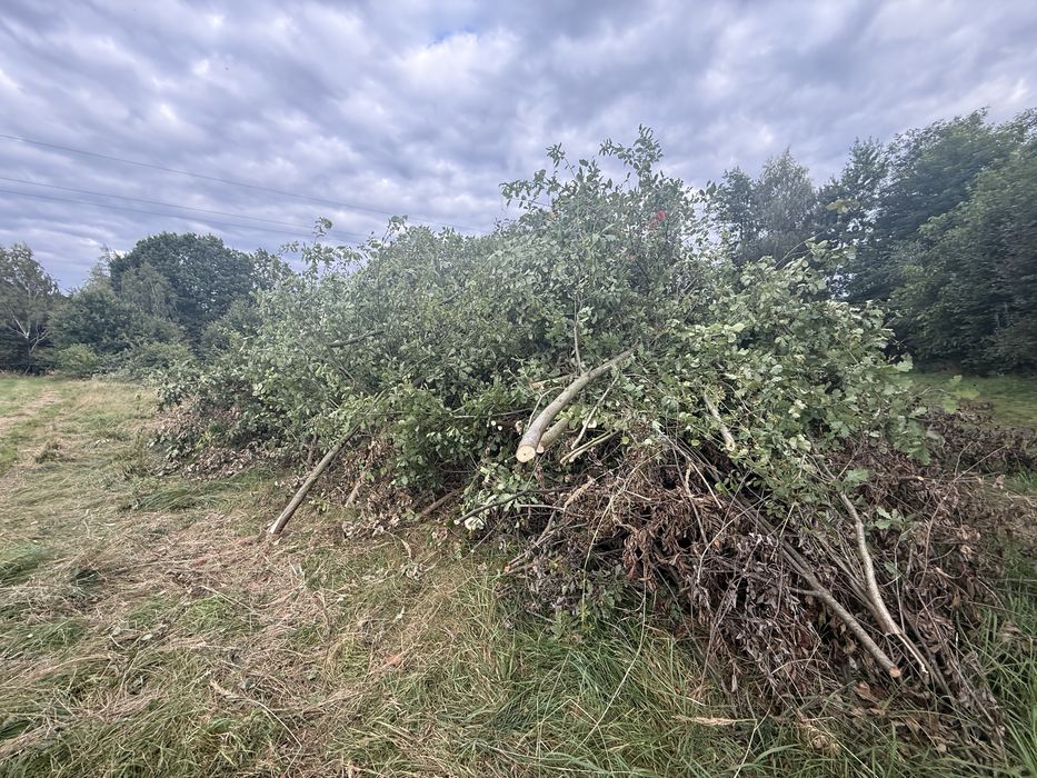 Gałęzie , konary  , opał  oddam za darmo