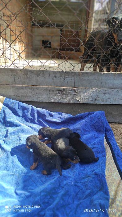 Продам цуценят ягдтер’єра