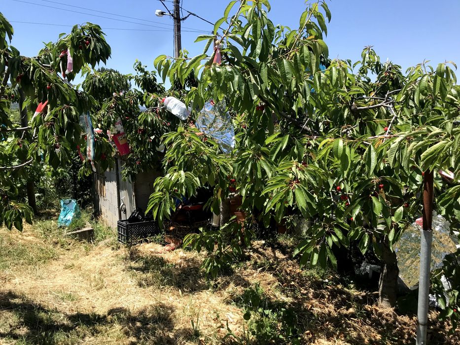 Lote para construção ou quintinha dentro da cidade - 2100m2