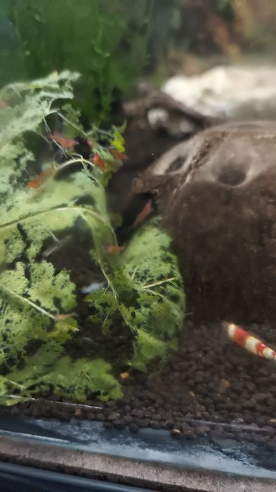 Camarões (oportunidade) Red Fire