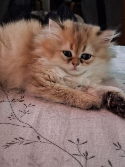 шотланський котик