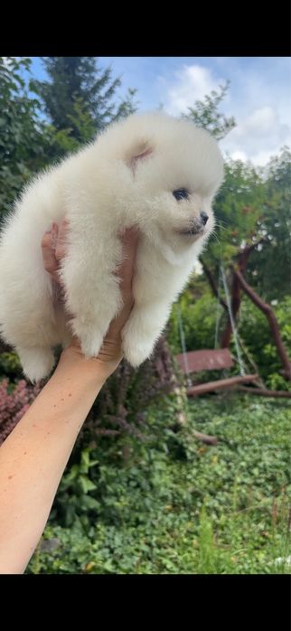 Szpic miniaturowy pomeranian chlopczyk mini xs do 2 kg