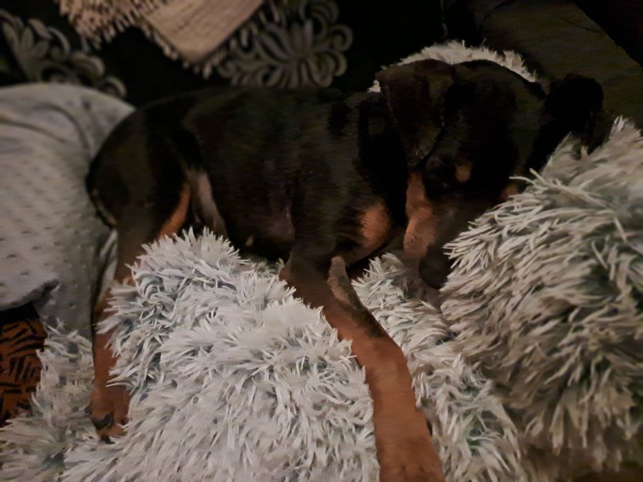 Suczka Tolka.po sterylizacji