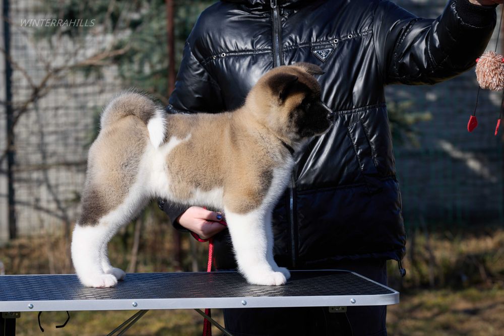 Дівчинка КСУ-FCI Американська Акіта American Akita