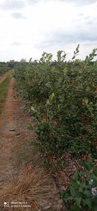 Krzewy borówki amerykańskiej - 7 letnie