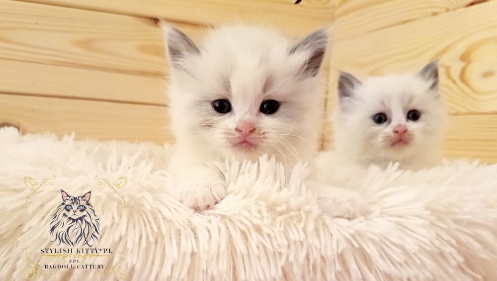 Ragdoll FPL kotka/badania genetyczne