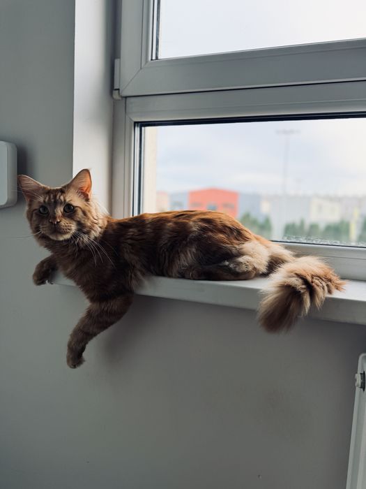 Golden Maine Coon ( Adopcja Płatna  )