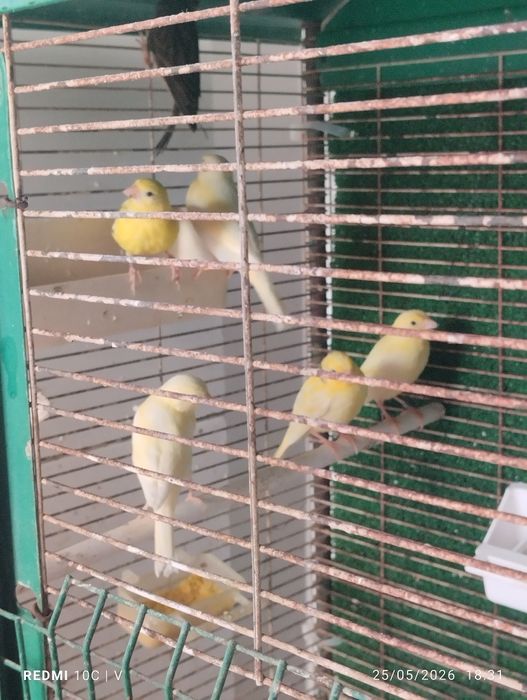 jaulas individuais + canário(Monte Gordo)