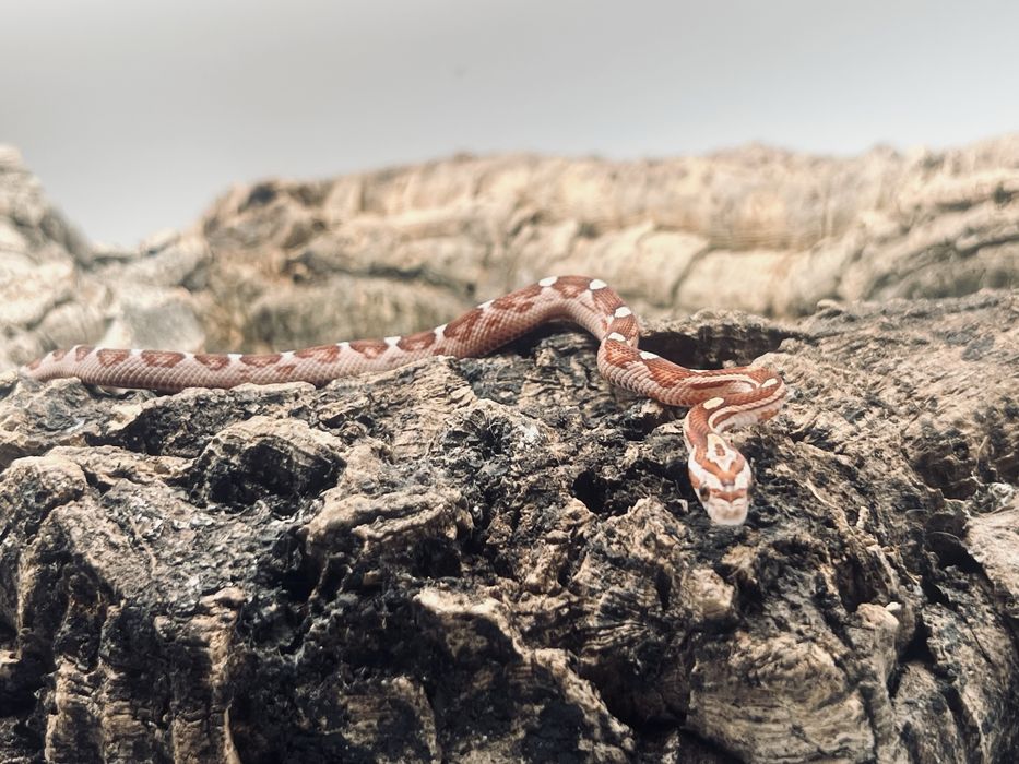 Wąż zbożowy węże zbożowe transport wyprawka