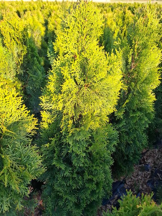 Tuje szmaragd Brwinów, Pruszków