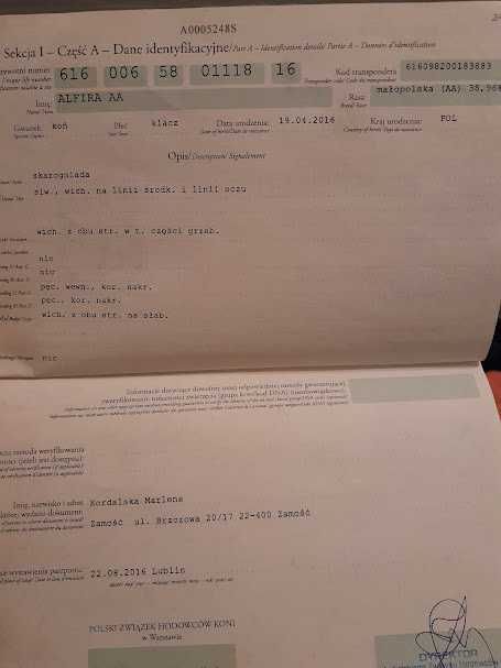 Klacz Małopolska ALFIRA AA