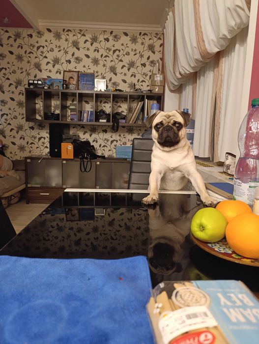 Красавчик мопс (развязанный) ищет подружку для вязки.