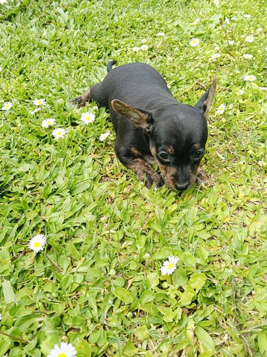 Pisncher menina /o
