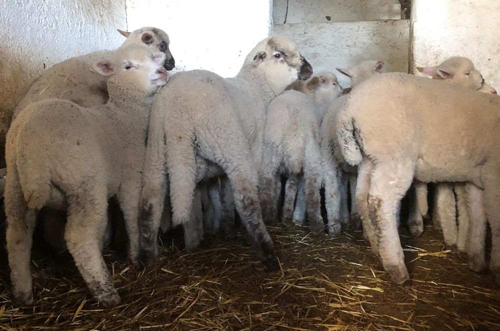 Borregos carne m/f  - 20