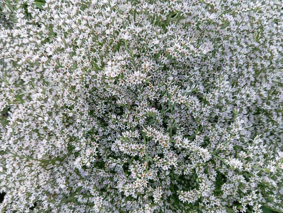 suchy kwiat zatrwian tatarski 2025