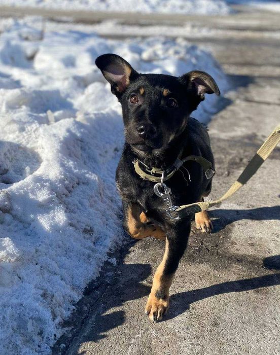 Метис пінчера, хлопчик, 4 місяці. Шукає свою людину!