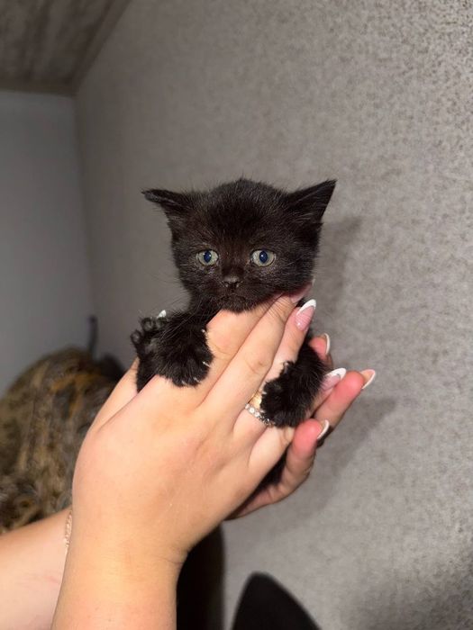 Віддам котиків в добрі руки
