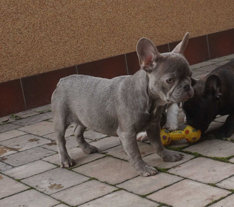 niebieska suczka buldog francuski