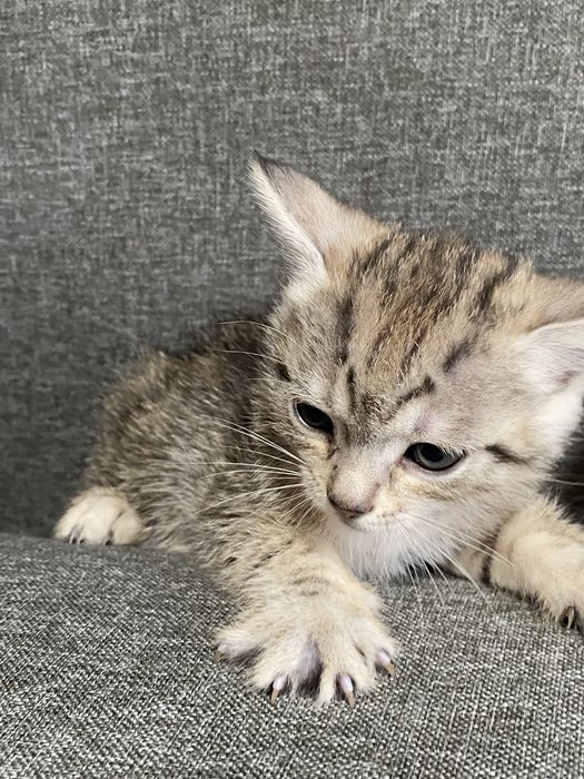 Котята скотишь двор)