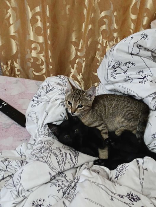 Отдаю даром хороших котят