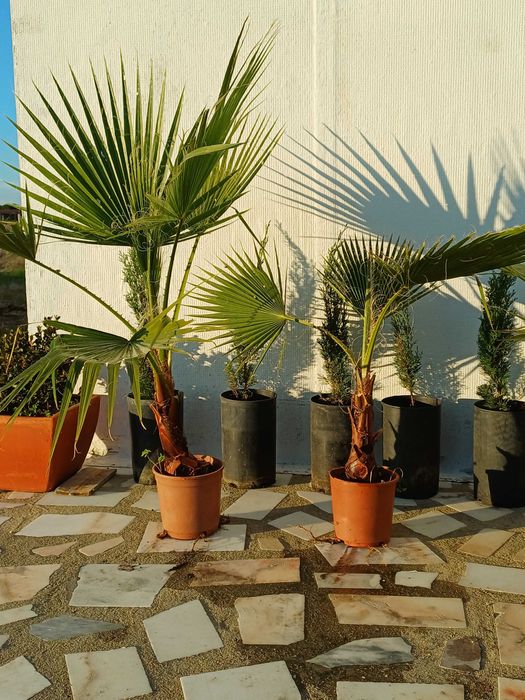 Washingtonia Robusta, entregas Setúbal, a unidade 9 euros.