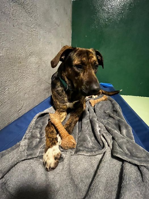 BROWNIE - cachorro para adoção responsável