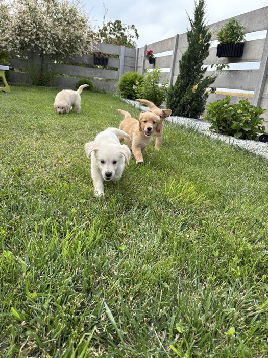 Golden retriever