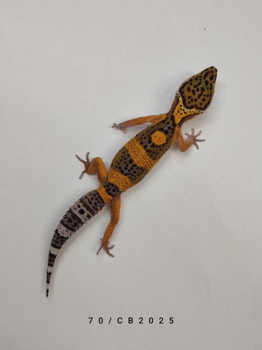 Gekon Lamparci Młody Lublin